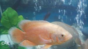 White and red oscar fish sall 10inc