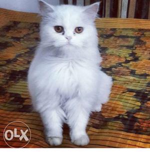 White female Persian cat for sale