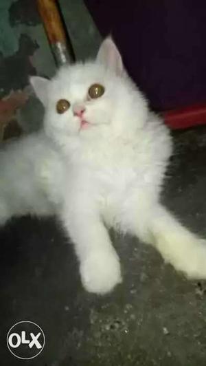 White female kitten 3 months with vaccinations