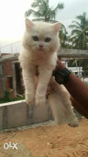 White female persian cat