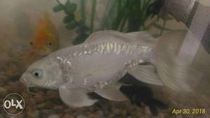 White koi carp jodi for sale