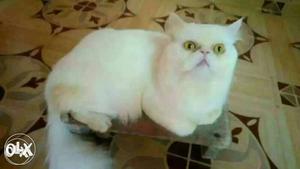 White male Persian cat for mating available at guduvancherry