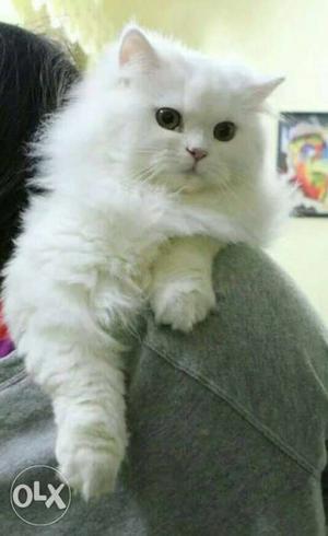 White persian kitten 3 months female vaccinations