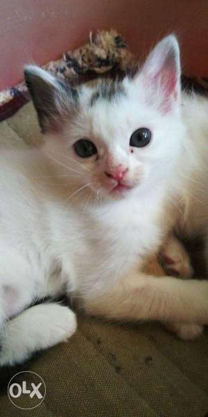 White/black patch turkish angora cat kitten