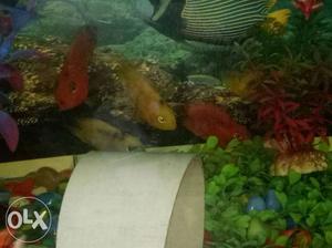 Yellow and red parrotfish pair for sale