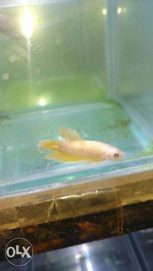 Yellow male plakat 250 rs