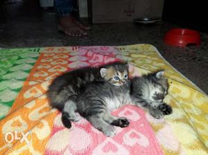  each. Total 3 kittens. For more inbox me