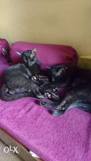 Two Short-fur Black Cats
