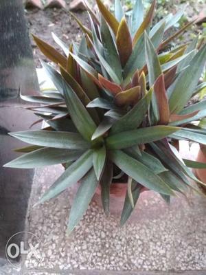 Decorative plant