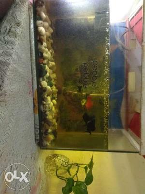 1.5Ft fish tank +cove+8fishes+stones+oxygen for