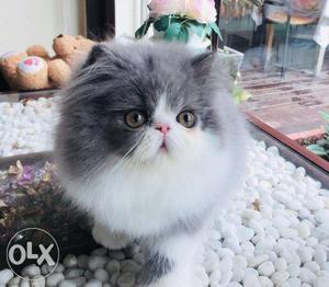 1 Lovely Persian Kittens for sale-each Rs  cash on