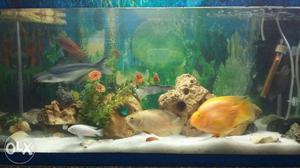 1 year old aquarium size inch with all