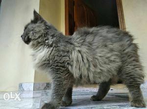 10 mth persian cat