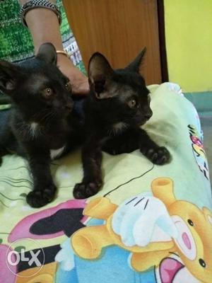 2 black kitties 20 days old for just rs. 400.