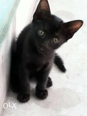 2 month old black male domestic cat
