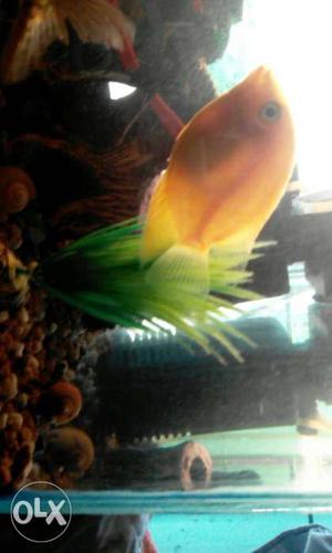 2 severum for sell approx 3 inches appprox