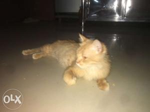 25 days pregnant persian female.no cheap offer