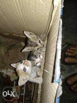 3 Baby Cat For Donation