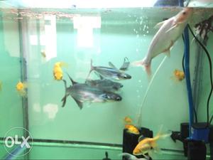 3 big and 3 small size pet shark fish for sale