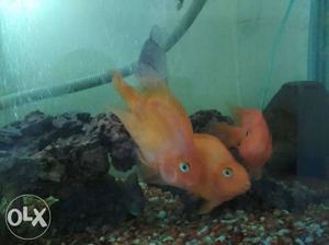 3(parr ots) fish 6 inches  Guaranteed breeding pair.