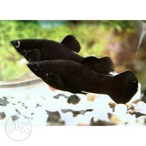 5 Black molly fish 4 months old standard soze