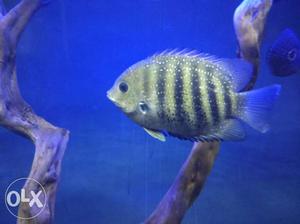 5 inch Green chromide cichlid, serious buyers call only