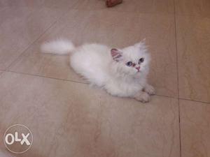 5 months old,female Persian cat,complete white with blue