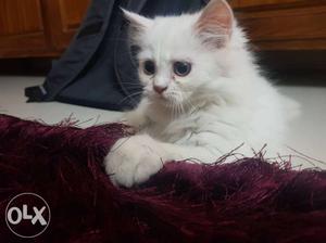 5 months old pure white persian cat for sale.