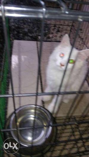 6 months old white color male. doll face
