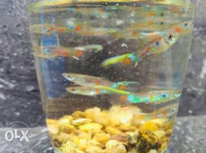 70 piece of male juvenile guppies