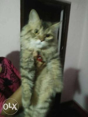 9 months male persian cat for sale