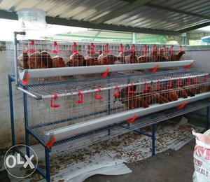 All type of Hi tech poultry cages, Thrissur,