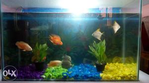 All type of fish and fish tanks available with