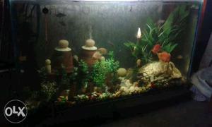 Aquarium 3ft by 1ft.with top filter.everything