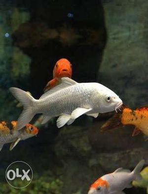Aquarium koi carp fish at 150 huge ones for 300 and -450
