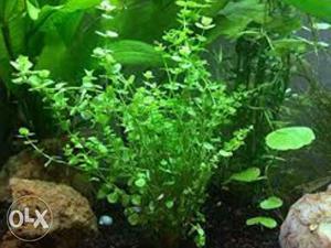 Aquarium plant for sale 30