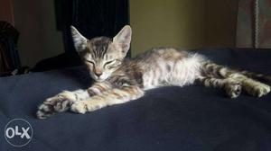 Beautiful female kitten 2 months old