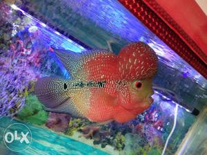 Beautifull 9 inch super red flowerhorn fish