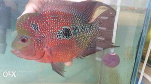 Best Quality FlowerHorn with Full Hed