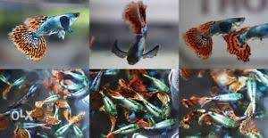 Betta Fish Collage