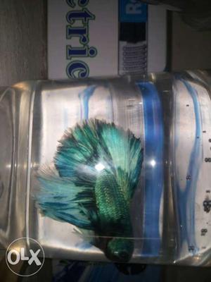 Betta Fishes For Sale Good Colours Interested