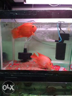 Big size 6" Chichlit fish pair Bigfish aquarium