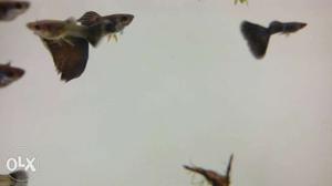 Black Moscow guppies. mix of 15 male and 5 females