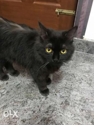 Black persian cat with light brown and golden mix