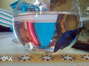 Blue Guppy Fish'
