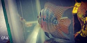 Blue and red magma Flowerhorn