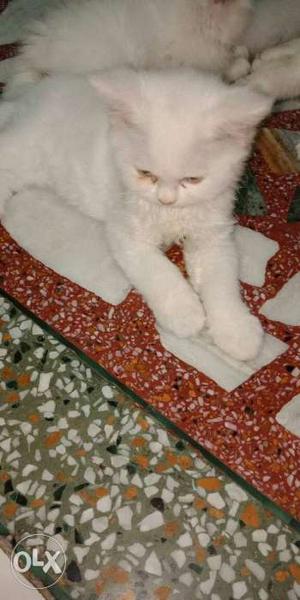 Blue eyes n trend Persian cats cash on delivery