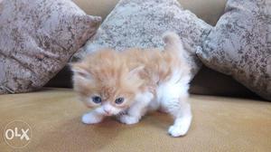 Brown mix white color persian cat and kitten cod