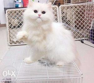 Cash On Delivery Pure Persian Kitten avalible Ppure persian