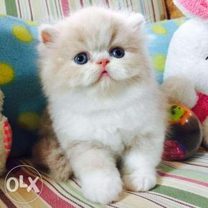 Cash On Delivery Pure Persian Kitten avalible in all u.p